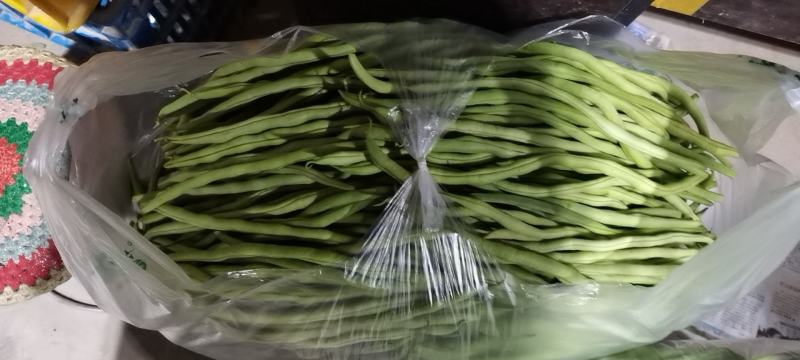 芸豆架豆王无筋豆无丝豆角