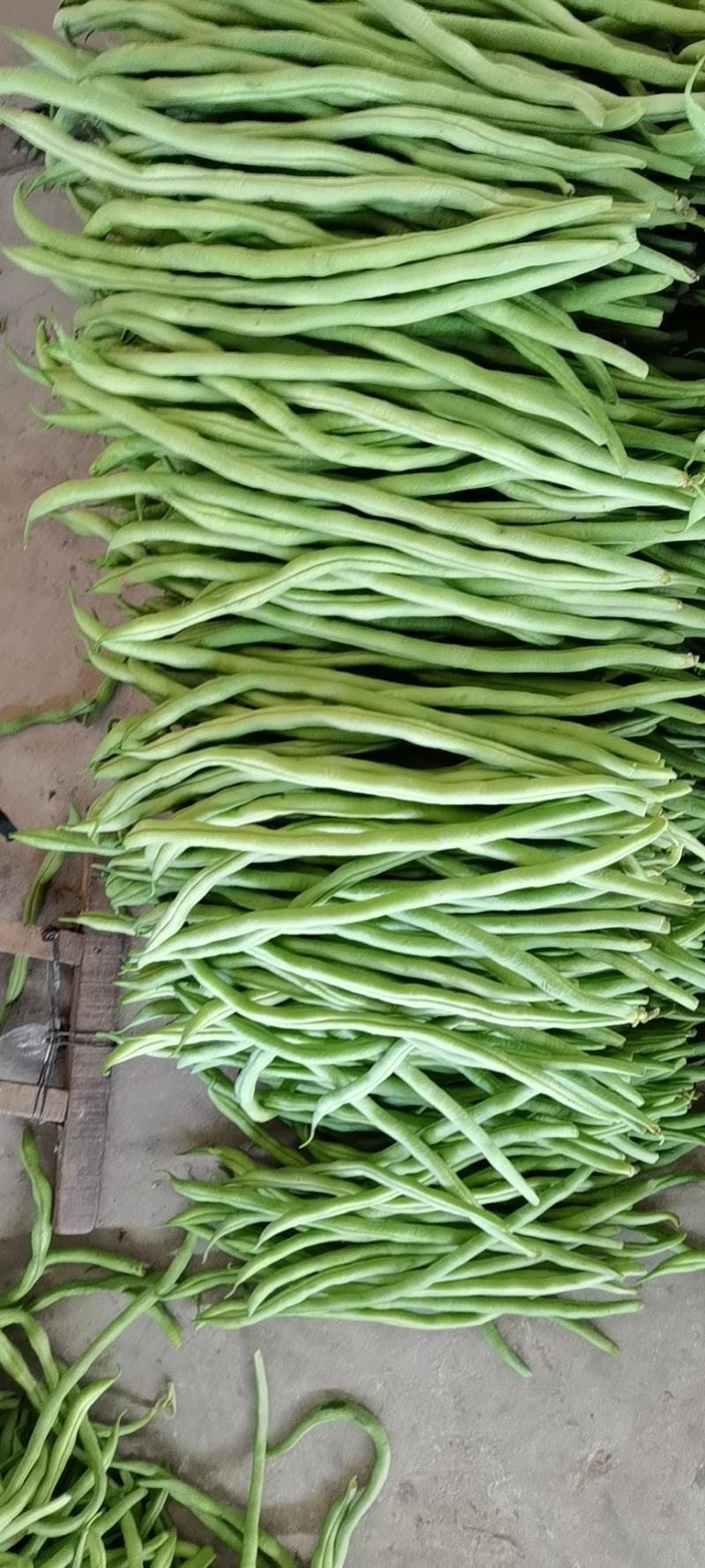 芸豆架豆王无筋豆无丝豆角