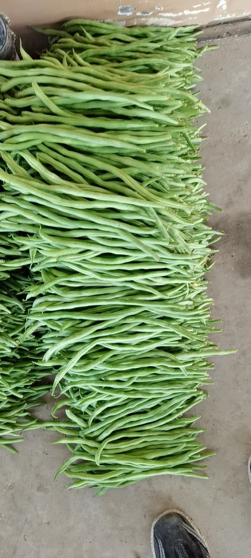芸豆架豆王无筋豆无丝豆角
