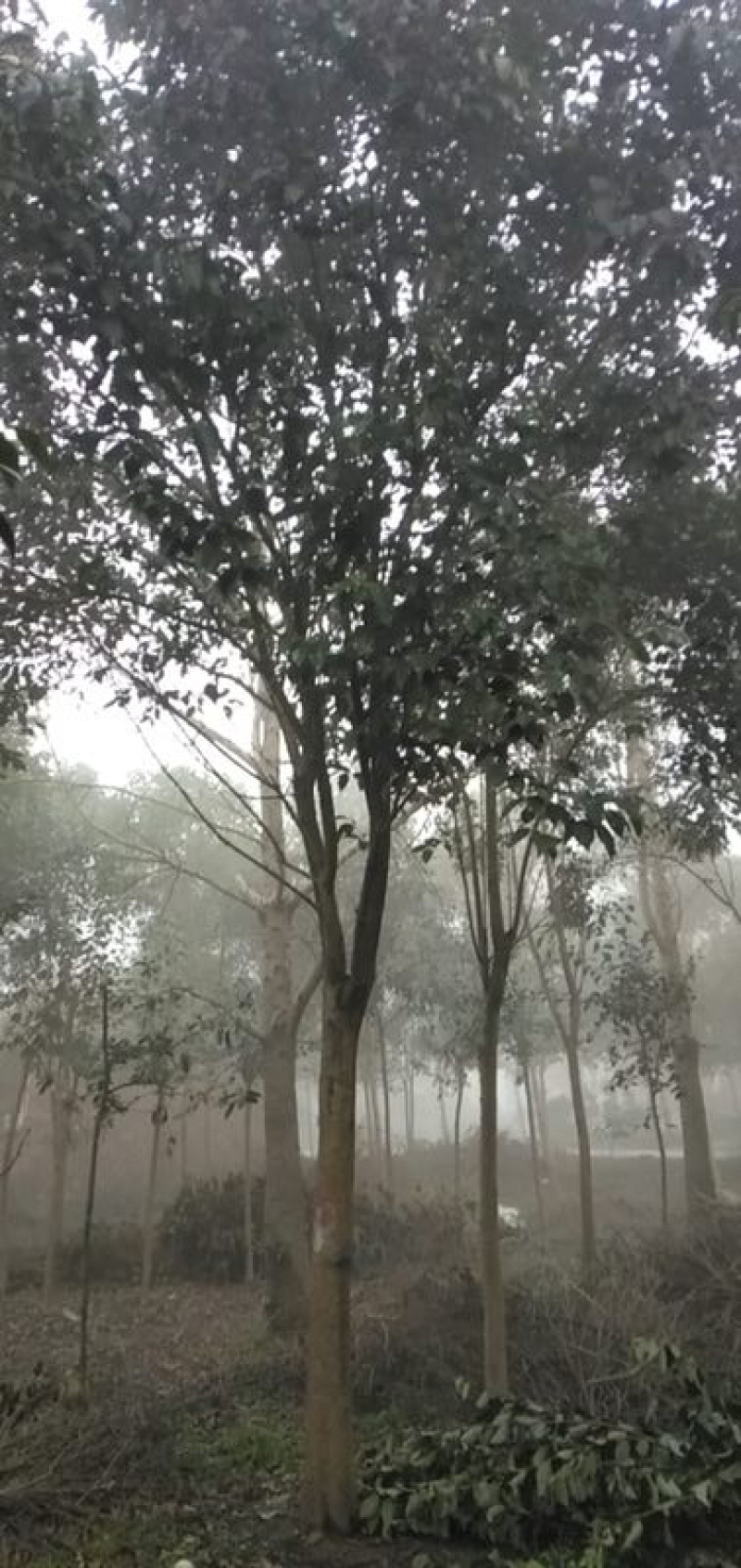 10公分大叶女贞（普通苗，精品苗）