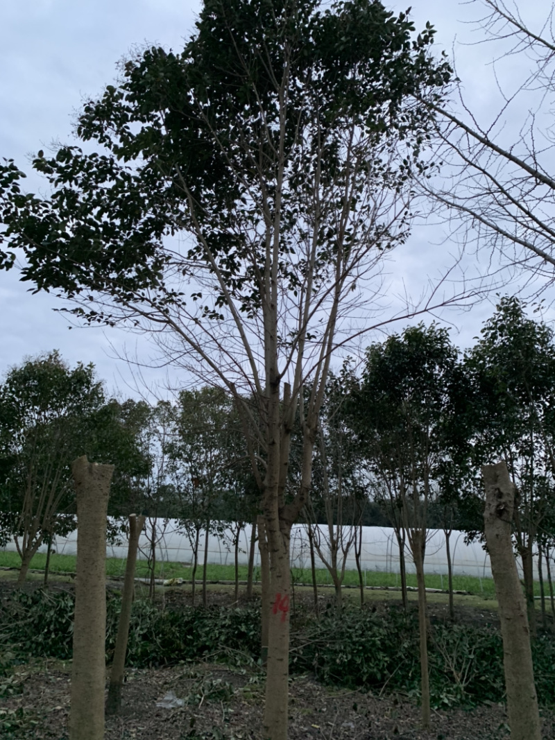 10公分大叶女贞（普通苗，精品苗）