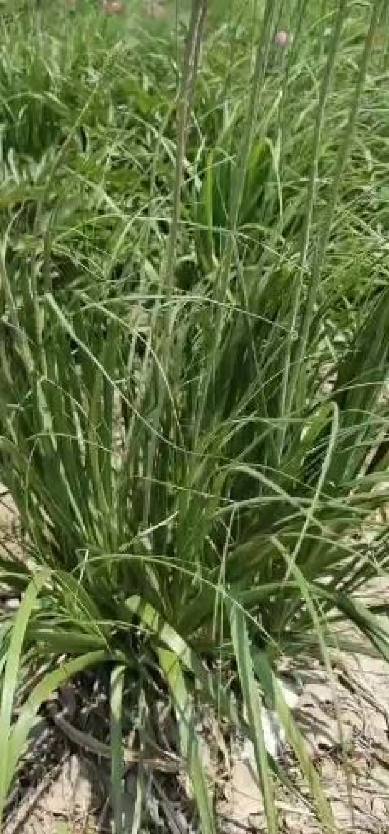 知母苗，好管里产量高价格稳定签回收合同，欢迎冾谈