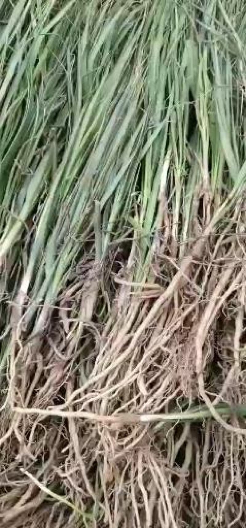 知母苗，好管里产量高价格稳定签回收合同，欢迎冾谈