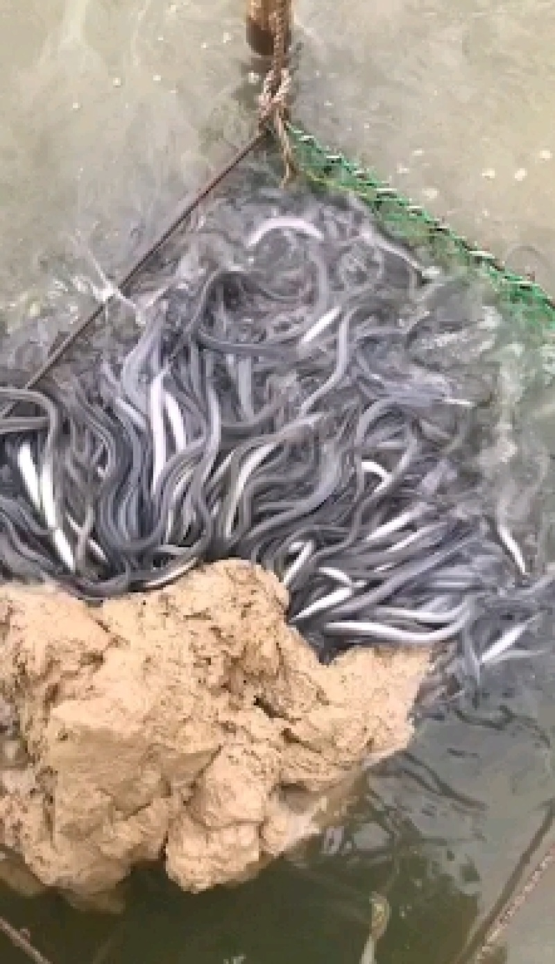 良种鳗鱼苗，优质鳗鱼苗花鳗南美鳗鱼苗，提供养殖技术白鳝苗
