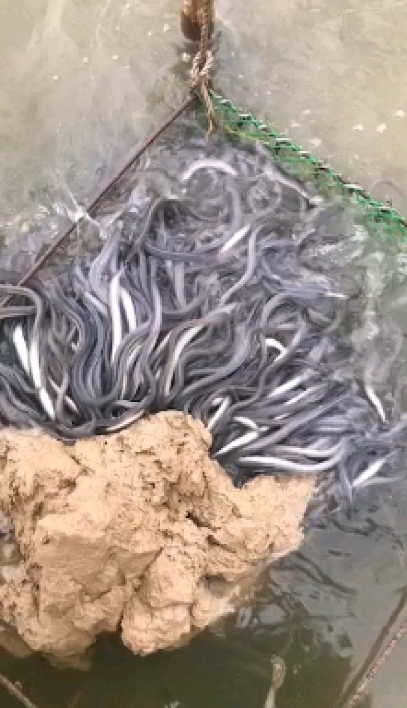 良种鳗鱼苗，优质鳗鱼苗花鳗南美鳗鱼苗，提供养殖技术白鳝苗