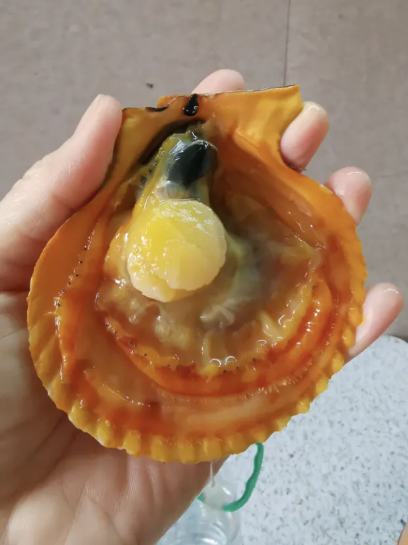 大规格扇贝，产地直销，质量保证，长期供货，