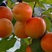 凯特杏树苗，保品种，包技术指导，成活率高，可签订合同