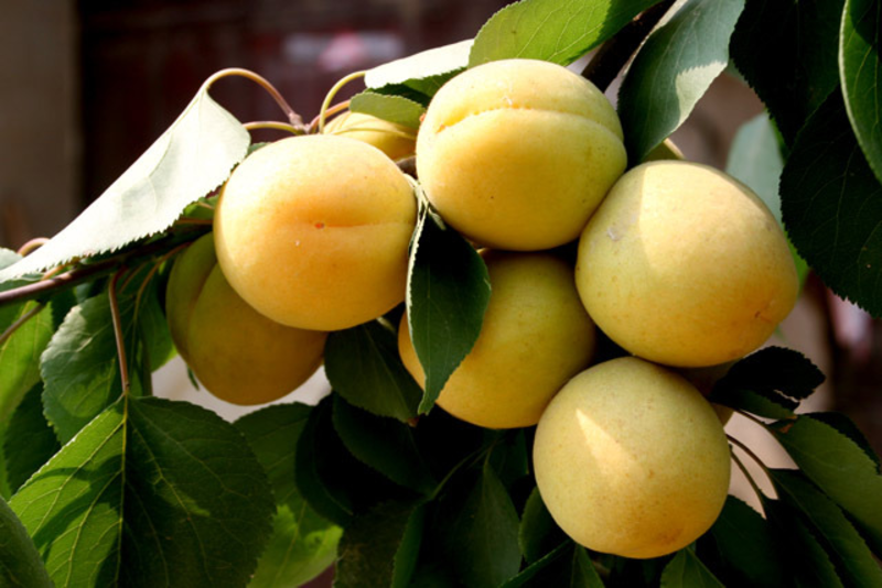 凯特杏树苗，保品种，包技术指导，成活率高，可签订合同