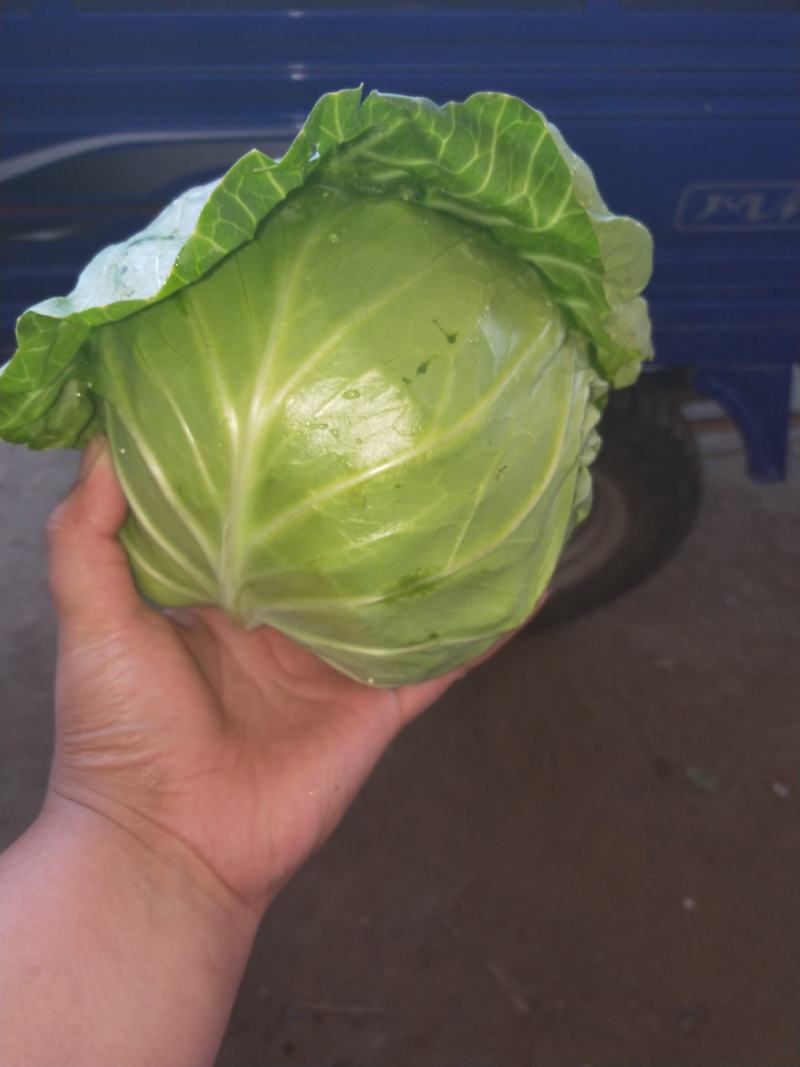 【甘蓝】河北精品甘蓝大量上市有大型冷库诚信经营