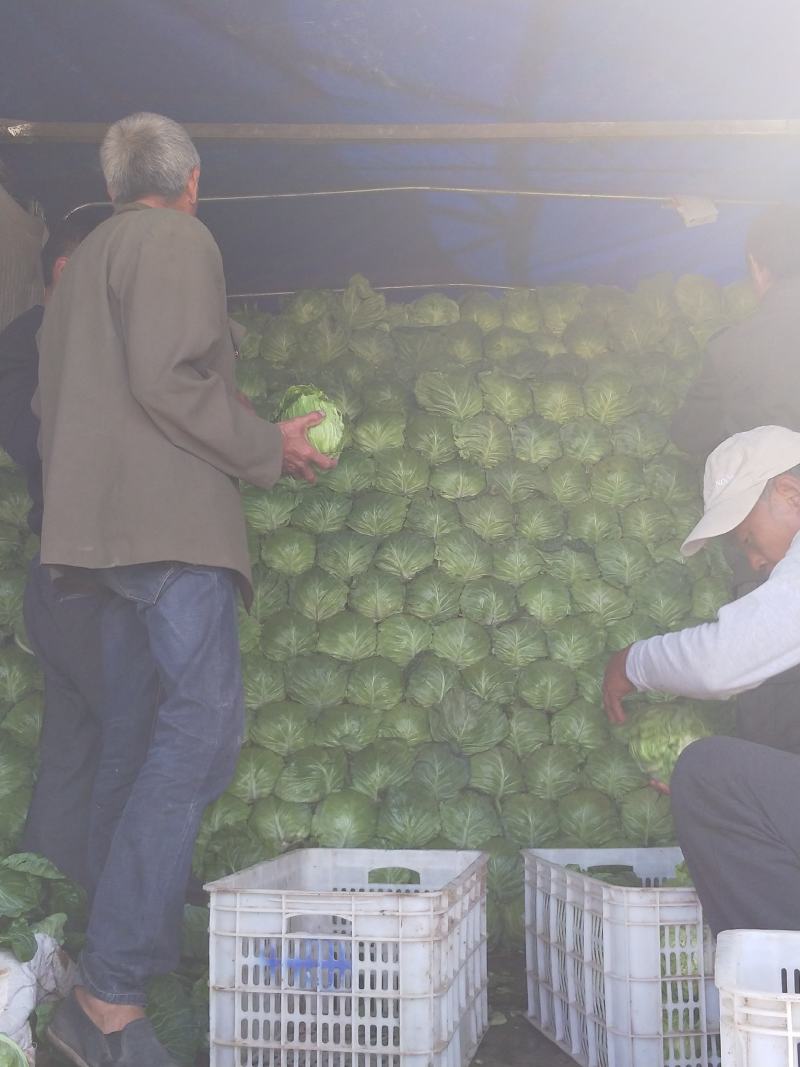 【甘蓝】河北精品甘蓝大量上市有大型冷库诚信经营