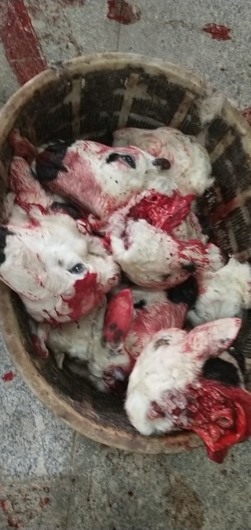 内蒙古锡林郭勒草原羔羊头，新鲜羔羊头，一个二三斤左右。