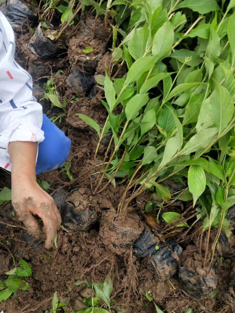 营养杯红王子锦带多分枝苗喜光、抗寒，红王子锦带杯苗