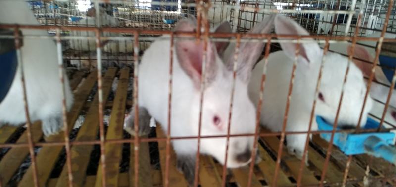 伊普吕肉兔优质种兔长期供应，买种兔送运输笼，送饲料
