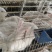 伊普吕肉兔优质种兔长期供应，买种兔送运输笼，送饲料