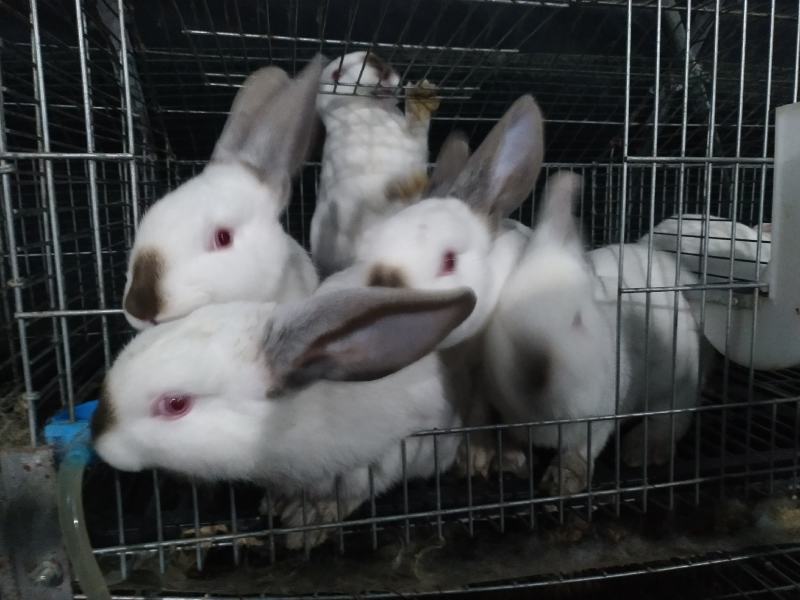 伊普吕肉兔优质种兔长期供应，买种兔送运输笼，送饲料