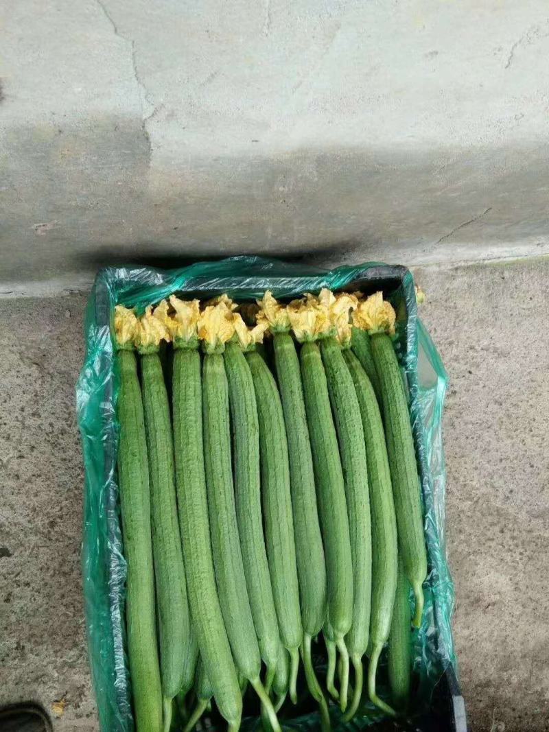 直播丝瓜苗青绿皮丰产量高精品中绿长丝瓜种苗供应