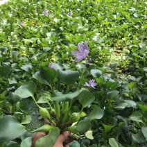 水葫芦凤眼基地直销，常年销售各种绿化苗木