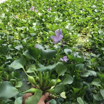 水葫芦凤眼基地直销,常年销售各种绿化苗木