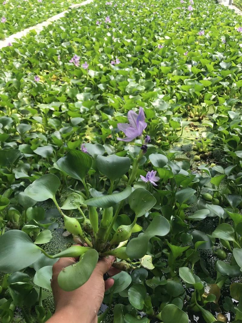 水葫芦凤眼基地直销，常年销售各种绿化苗木