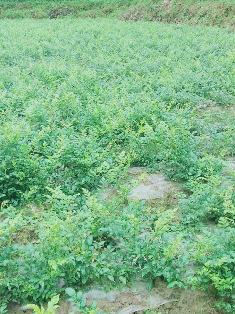 张家界土家茅岩莓茶大量上市了