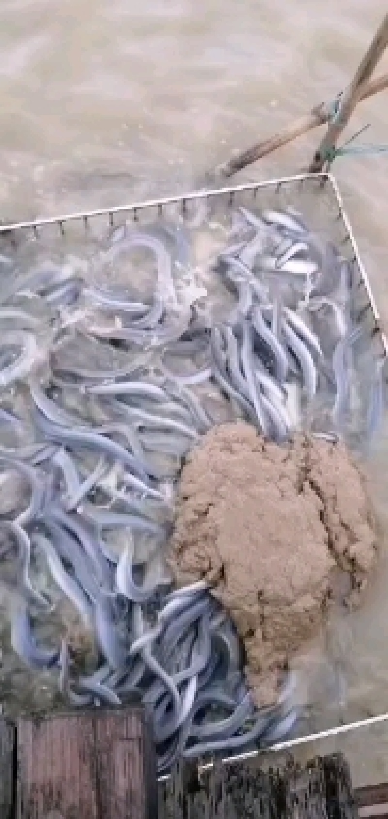 鳗鱼苗，优质日本鳗鱼苗花鳗各种鳗鱼苗大量供应