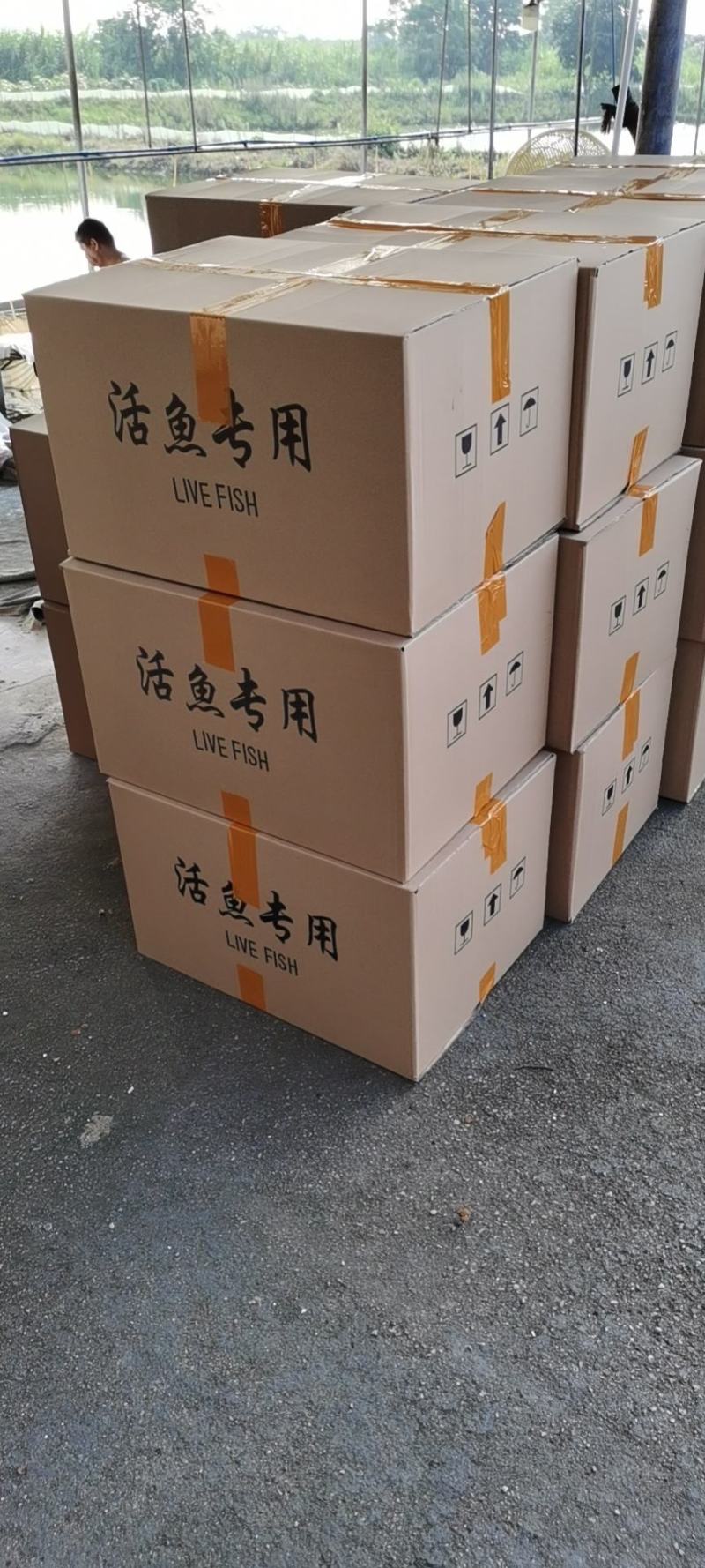 鳗鱼苗，优质日本鳗鱼苗花鳗各种鳗鱼苗大量供应