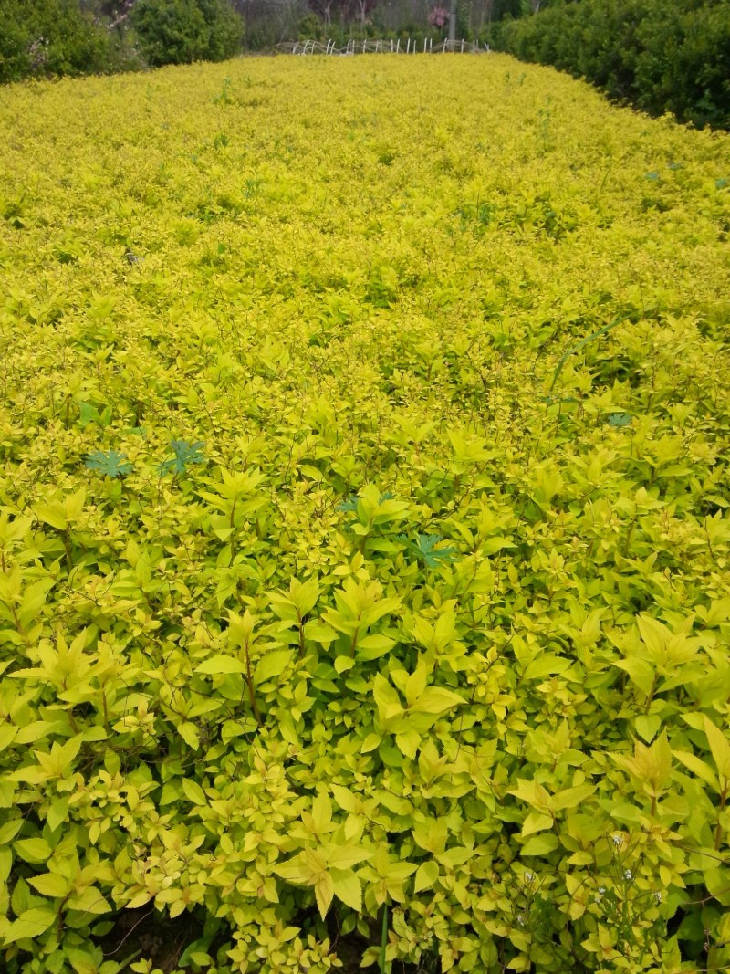 绣线菊，基地大量出售各种绣线菊，货源充足
