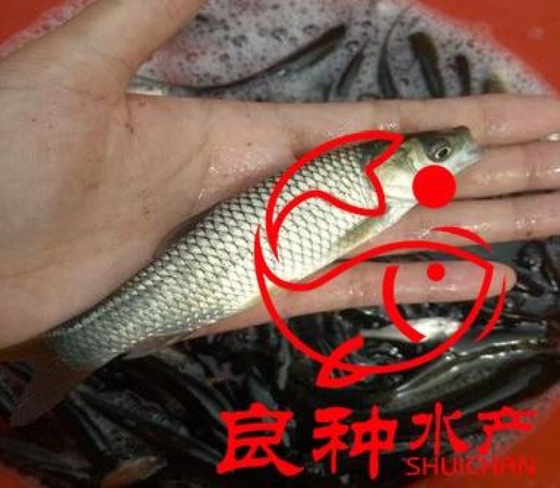 大量出售草鱼苗草鱼苗批发5--10厘米草鱼苗大小规格齐全