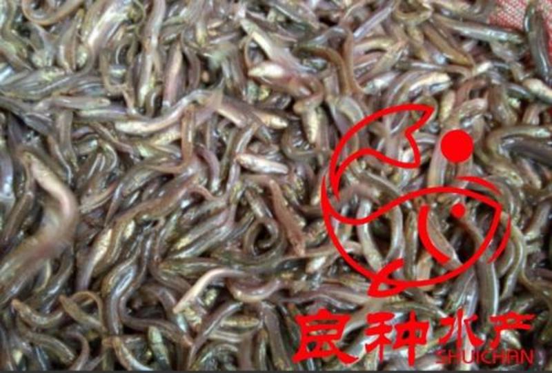 纯种台湾泥鳅，量大价优产地批发价出售全程提供养殖技术