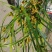 三棱草藨草稗草莎草