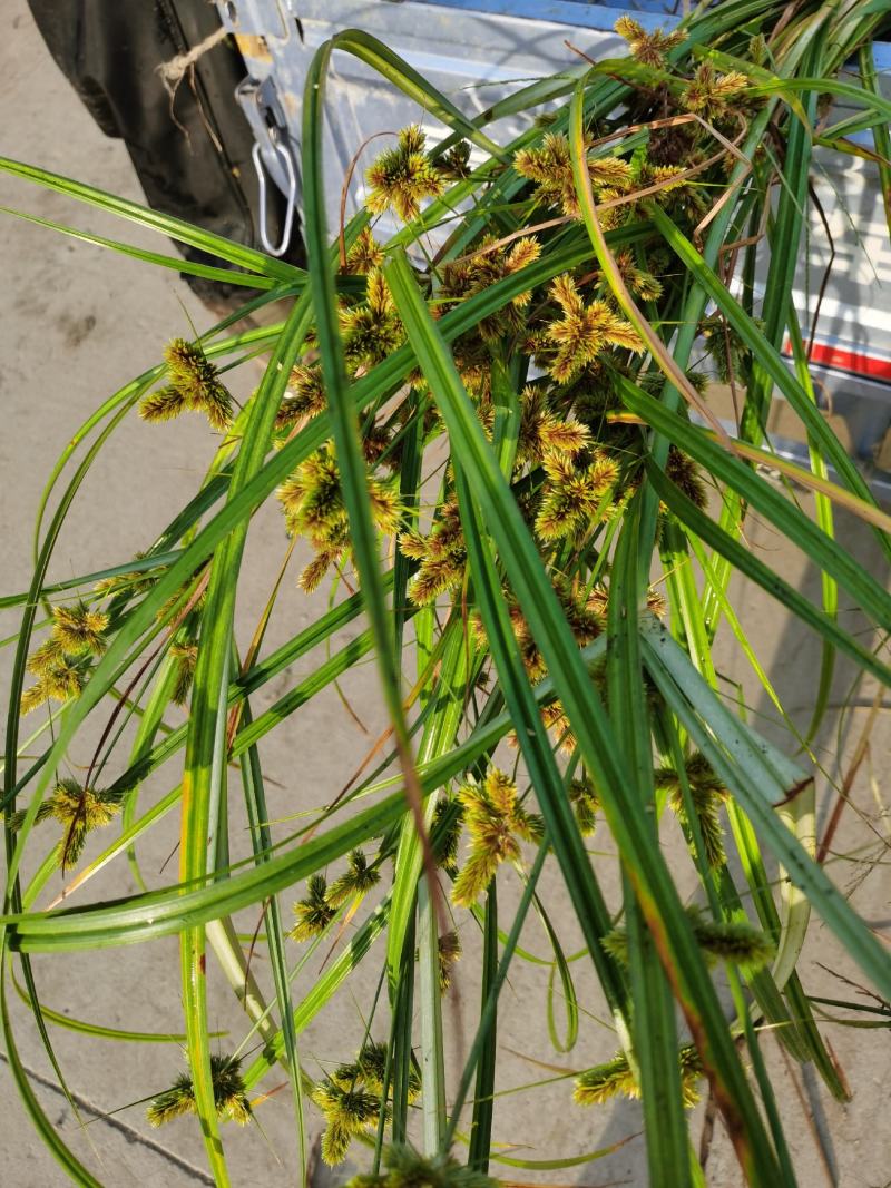 三棱草藨草稗草莎草