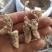 金蝉花新货花头饱满关书药业批发中药材