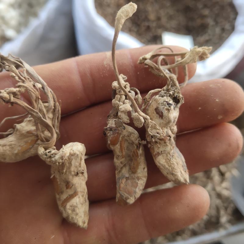 金蝉花新货花头饱满关书药业批发中药材