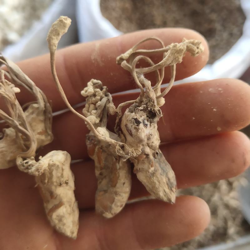金蝉花新货花头饱满关书药业批发中药材