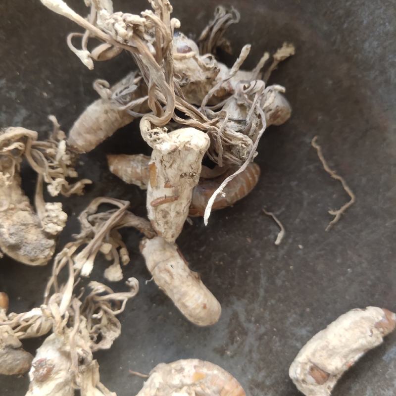 金蝉花新货花头饱满关书药业批发中药材