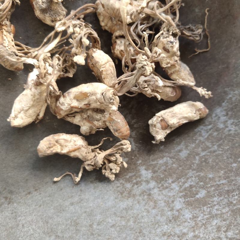 金蝉花新货花头饱满关书药业批发中药材