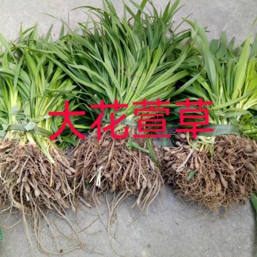 大花萱草基地直销，湖北襄阳大花萱草全国供应