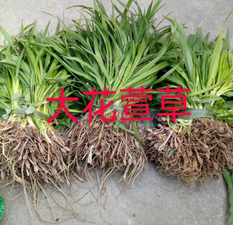大花萱草基地直销，湖北襄阳大花萱草全国供应
