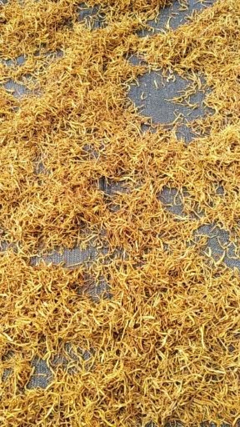正宗湖南祁东黄花菜产地直发