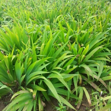 焉尾基地大量现货供应，随到随装