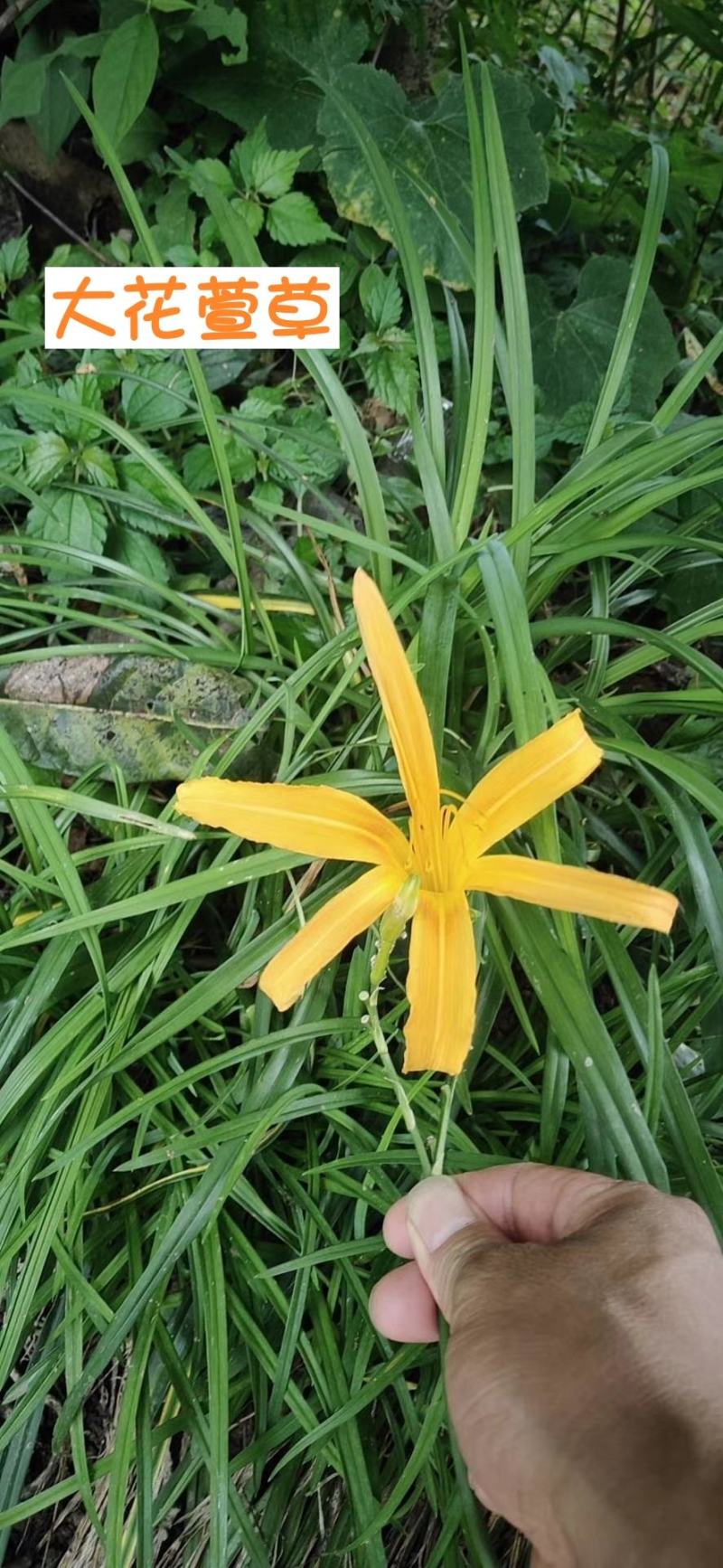 大花萱草，基地直销，襄阳大花萱草，一手货源，基地直销起货