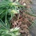 大花萱草，基地直销，襄阳大花萱草，一手货源，基地直销起货