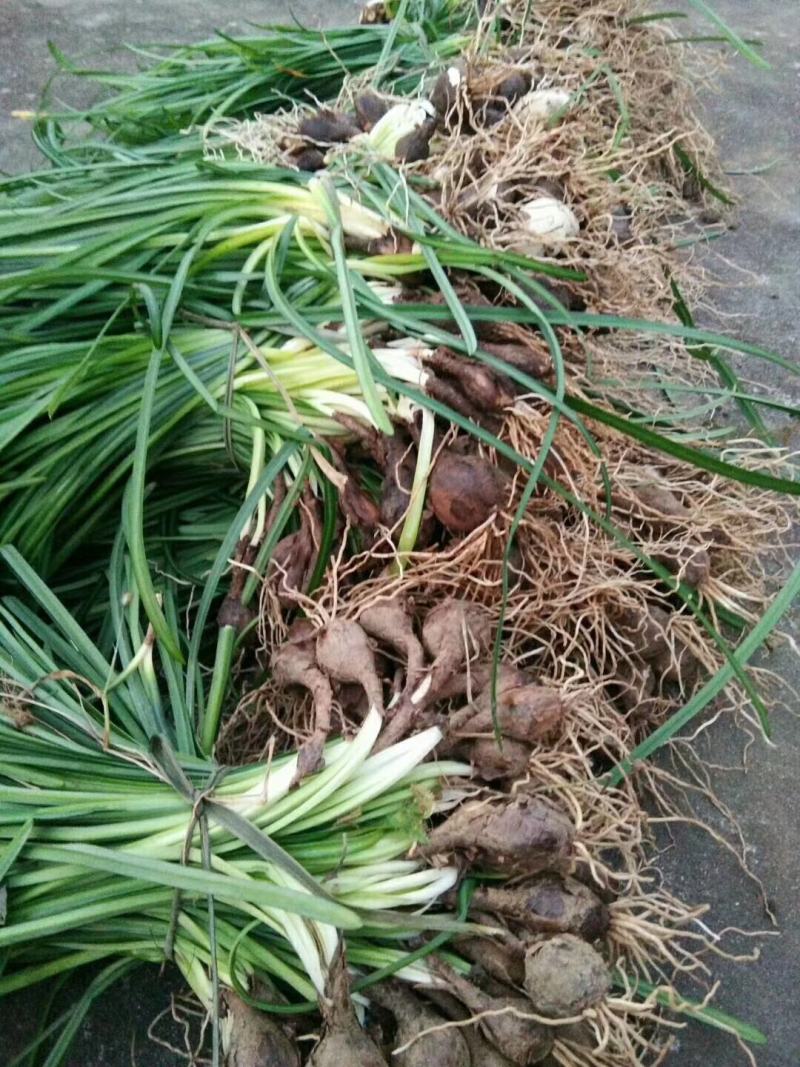 大花萱草，基地直销，襄阳大花萱草，一手货源，基地直销起货