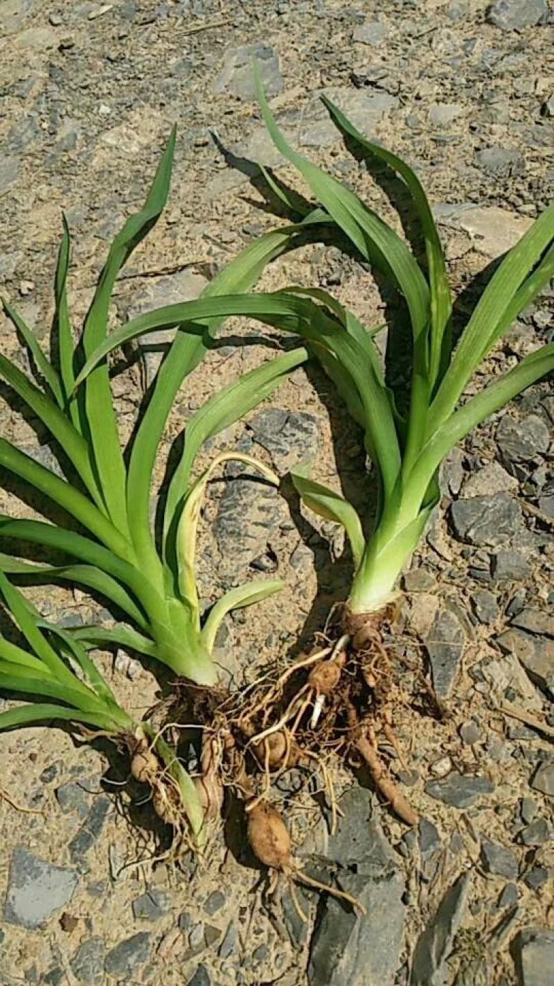大花萱草，基地直销，襄阳大花萱草，一手货源，基地直销起货
