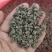 防己粉防己种子粉防己种苗粉防己种苗