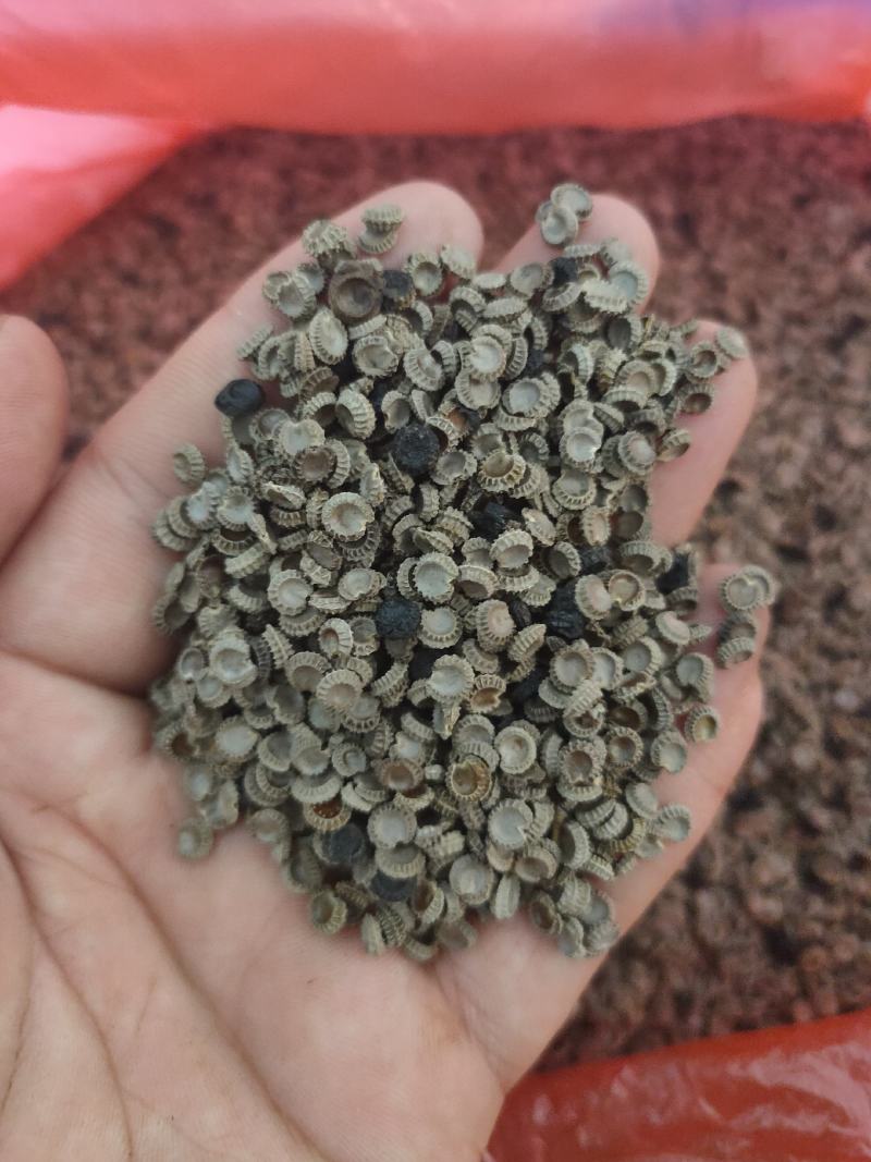 防己粉防己种子粉防己种苗粉防己种苗