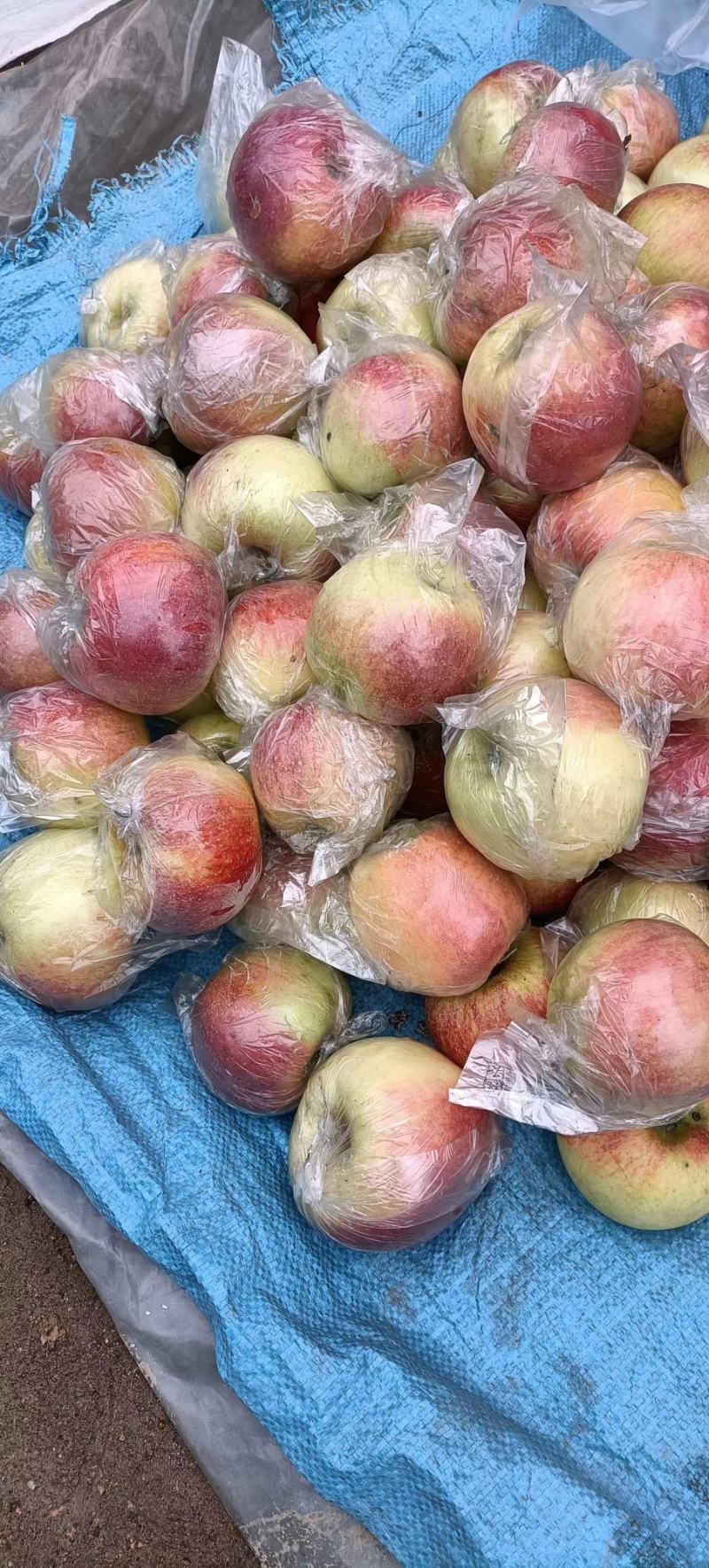 红露苹果批发红露苹果产地批发红露苹果质量好口感脆甜