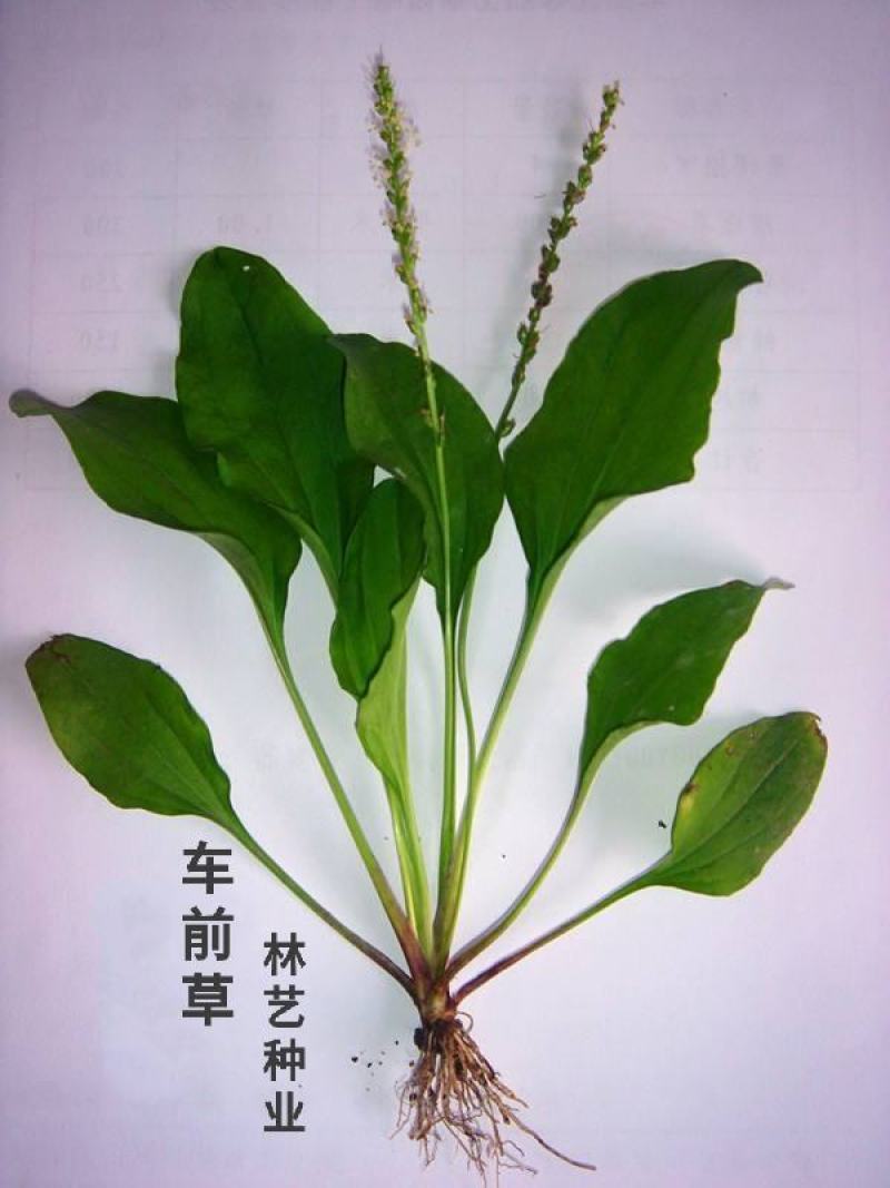 车前草种子特色野菜车轮草中草药材夹巴草车轱辘四季盆栽蔬菜