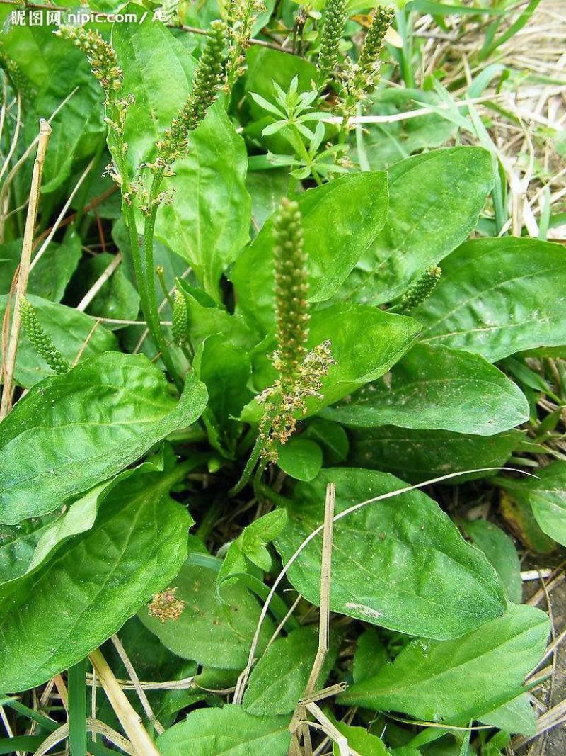 车前草种子特色野菜车轮草中草药材夹巴草车轱辘四季盆栽蔬菜