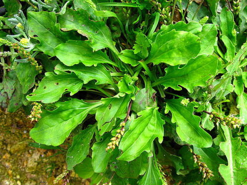 车前草种子特色野菜车轮草中草药材夹巴草车轱辘四季盆栽蔬菜